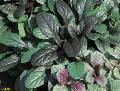 Gaiety Ajuga / Ajuga reptans 